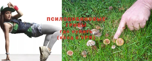 стаф Кодинск