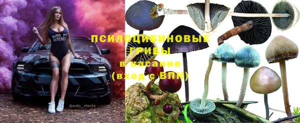стаф Кодинск